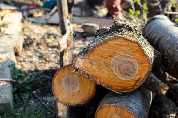 Best Firewood Processing and Delivery  in Rosemount, OH