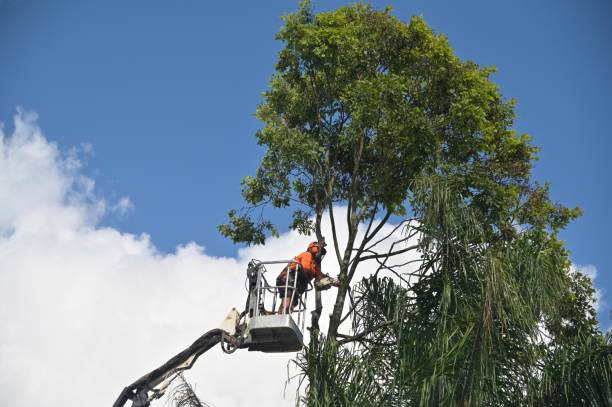 How Our Tree Care Process Works  in  Rosemount, OH